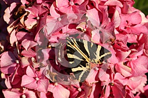 A stunning Jersey Tiger Moth Euplagia quadripunctaria perching on a Hydrangea flower. photo