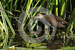 A stunning juvenile Moorhen Gallinula chloropus feeding in the reeds at the edge of a river.