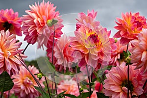 Stunning Kens Rarity dahlias, photographed in a garden near St Albans, Hertfordshire, UK in late summer on a cloudy day.