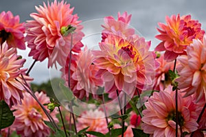 Stunning Kens Rarity dahlias, photographed in a garden near St Albans, Hertfordshire, UK in late summer on a cloudy day.