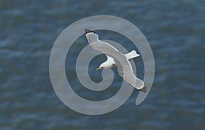 A stunning Kittiwake Rissa tridactyla flying above the sea in the UK.