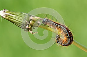 A stunning Lackey Moth Caterpillar Malacosoma neustria on a dandelion stem.