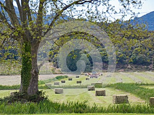 Stunning landscape of the Alpilles in Provence in France with a beautiful tree in the middle of meadows