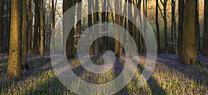 Stunning landscape of bluebell forest in Spring in English count