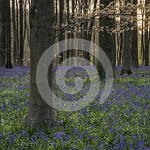 Stunning landscape of bluebell forest in Spring in English count