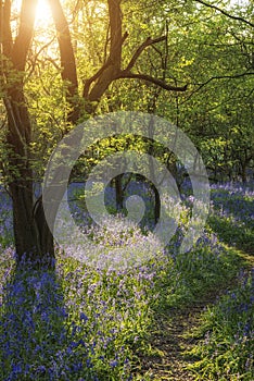 Stunning landscape of bluebell forest in Spring in English count