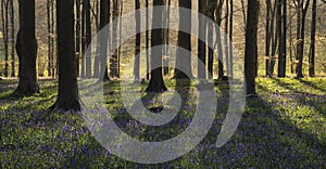 Stunning landscape of bluebell forest in Spring in English count