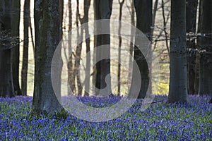 Stunning landscape of bluebell forest in Spring in English count