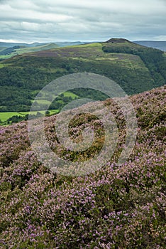 Stunning landscape image of Bamford Edge in Peak District National Park during late Summer with heather in full blom