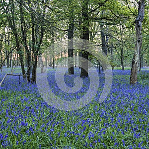 Stunning landscape image of bluebell forest in Spring