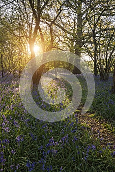 Stunning landscape image of bluebell forest in Spring