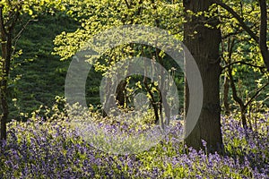 Stunning landscape image of bluebell forest in Spring