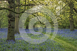 Stunning landscape image of bluebell forest in Spring