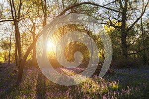 Stunning landscape image of bluebell forest in Spring