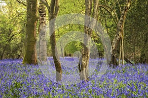 Stunning landscape image of bluebell forest in Spring