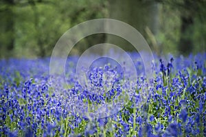 Stunning landscape image of bluebell forest in Spring