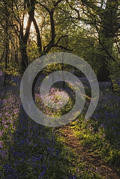 Stunning landscape image of bluebell forest in Spring