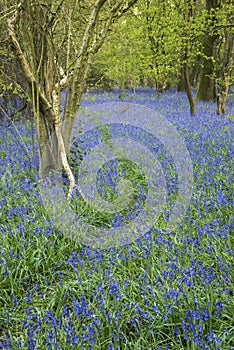 Stunning landscape image of bluebell forest in Spring