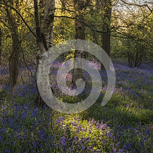 Stunning landscape image of bluebell forest in Spring