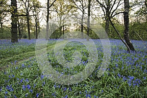 Stunning landscape image of bluebell forest in Spring