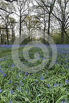 Stunning landscape image of bluebell forest in Spring