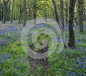 Stunning landscape image of bluebell forest in Spring