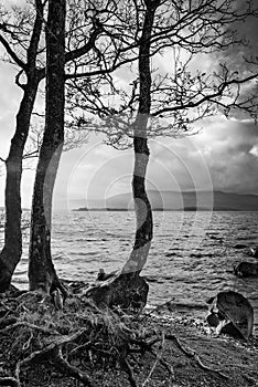 Stunning landscape image of Milarrochy Bay on Loch Lomond in Scottish Highlands with stunning Winter evening ligh