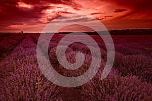 Stunning landscape with lavender field and amazing sky