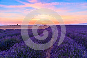 Stunning landscape with lavender field at sunset