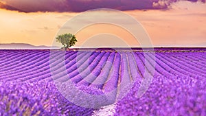 Sbalorditivo lavanda estate tramonto l'unico un albero. idilliaco estate tramonto natura 