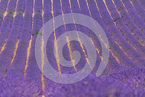 Provence, France. Lavender field at sunset. Lavender field summer sunset landscape near Valensole, Provence, France