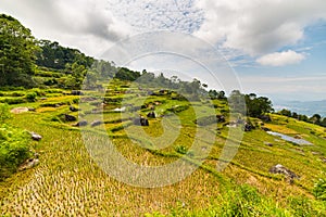 Stunning landscape of rice fields on the mountains of Batutumonga, Tana Toraja, South Sulawesi, Indonesia. Panoramic view from abo