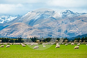 A stunning landscape scene of the agriculture in a rural area in New Zealand with a flock of sheep on a green grassland in the