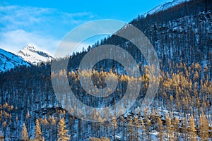 Stunning landscape with sunlit tree tops, azure skies, and snow-white peak