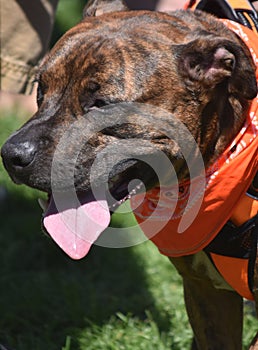 Stunning Large Pitbull Looking for Some Water