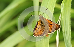 A beautiful Large Skipper Butterfly Ochlodes sylvanus perching on a blade of grass.