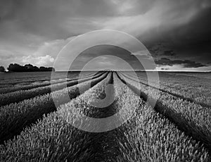 Stunning lavender field landscape Summer sunset in black and whi