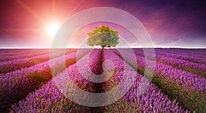 Stunning lavender field landscape Summer sunset with single tree photo