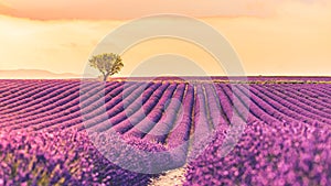 Stunning lavender field landscape Summer sunset with single tree. Idyllic summer sunset nature landscape