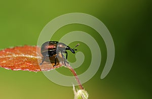 A pretty Leaf rolling weevil Byctiscus populi perching on a leaf.