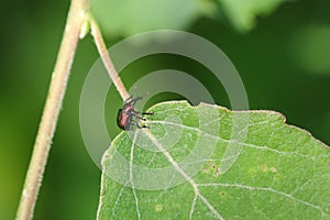 A pretty Leaf rolling weevil Byctiscus populi perching on a leaf.