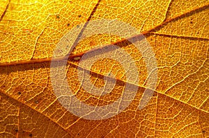 Stunning leaf texture