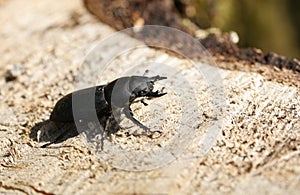 A Lesser Stag Beetle, Dorcus parallelipipedus, walking across a rotting log in woodland in the UK. photo
