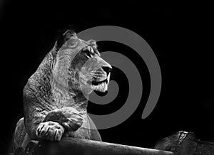 Stunning lioness relaxing in black and white