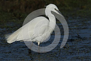 A stunning Little Egret Egretta garzetta hunting for food.