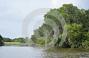 Stunning Look at the Bayou in Louisiana