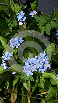 Stunning and Lovely Blue Forget-me-nots in a garden in Northern England