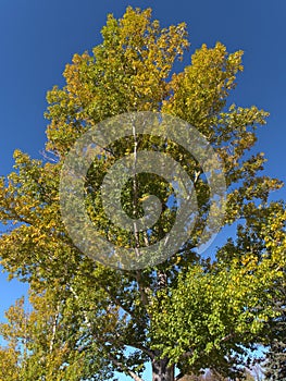 Stunning low angle view of aspen tree with green and yellow colored leaves in autumn season in Calgary, Alberta, Canada.