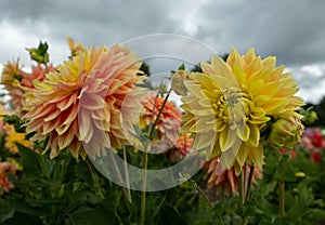 Stunning Mabel Ann dahlias, photographed in a garden near St Albans, Hertfordshire, UK in late summer on a cloudy day.