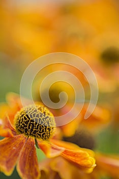 Stunning macro close up of black eyed susan flower with shallow